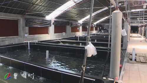打造千亿农业 助推乡村振兴丨转型升级 推进水产现代化养殖
